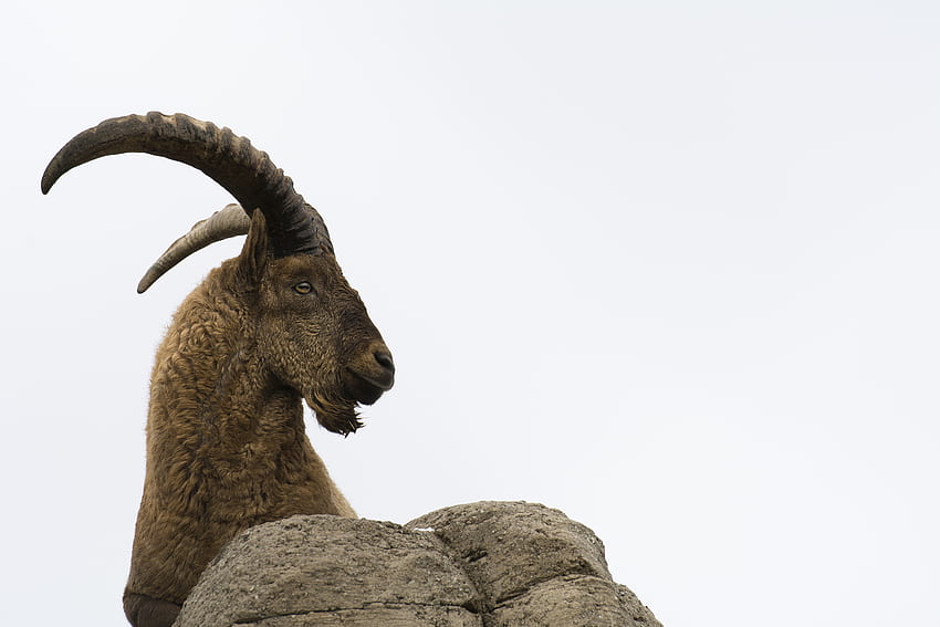 Animals, Horns, Goat, Mountain Goat, West Caucasian Tour HD wallpaper