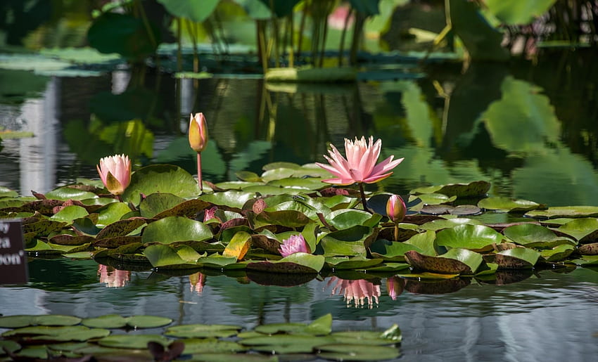 Цветя, вода, листа, водни лилии, отражение, езерце HD тапет