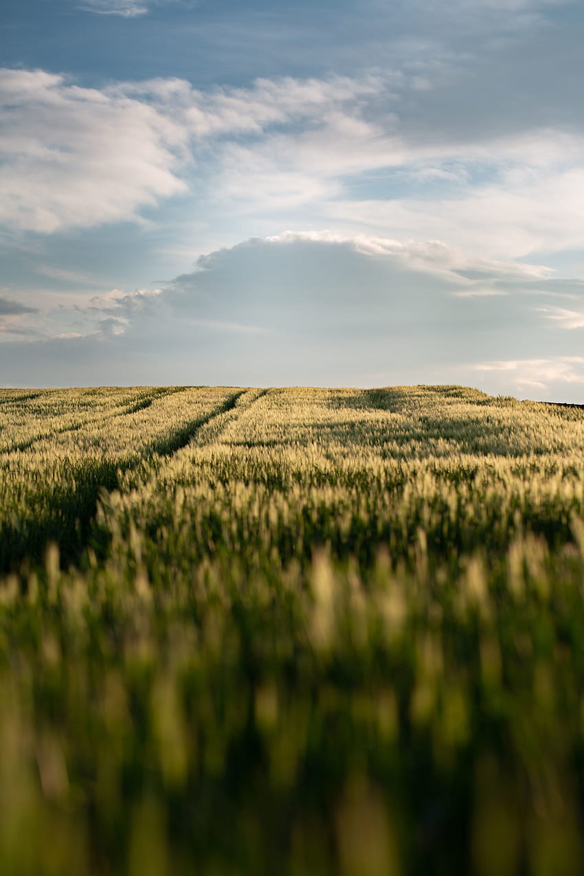 Fazenda de trigo, paisagem Papel de parede de celular HD