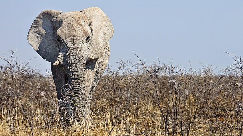 푸른 하늘 배경에 서 있는 아프리카 부시 코끼리 코끼리 HD 월페이퍼
