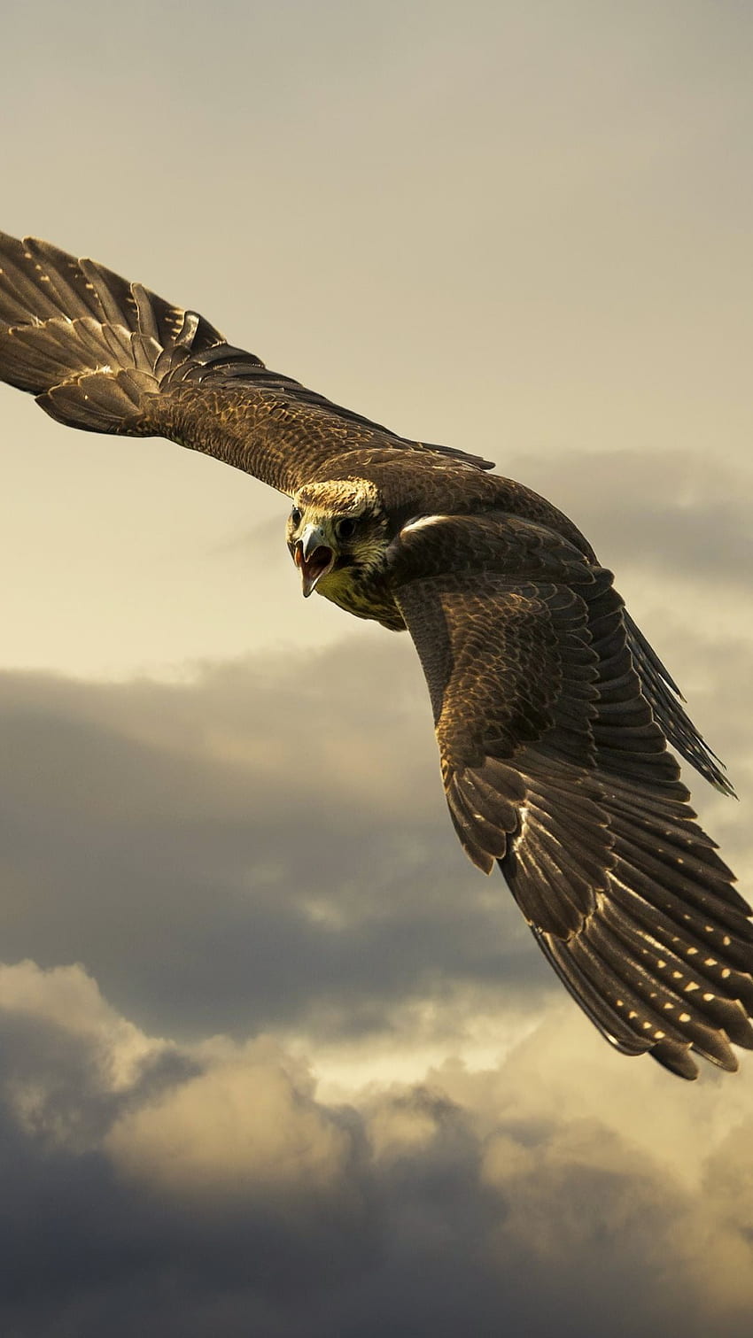 Peregrine Falcon . Peregrine Falcon , Peregrine Falcons Epic and Peregrine Falcon Hunting, Falconry HD phone wallpaper