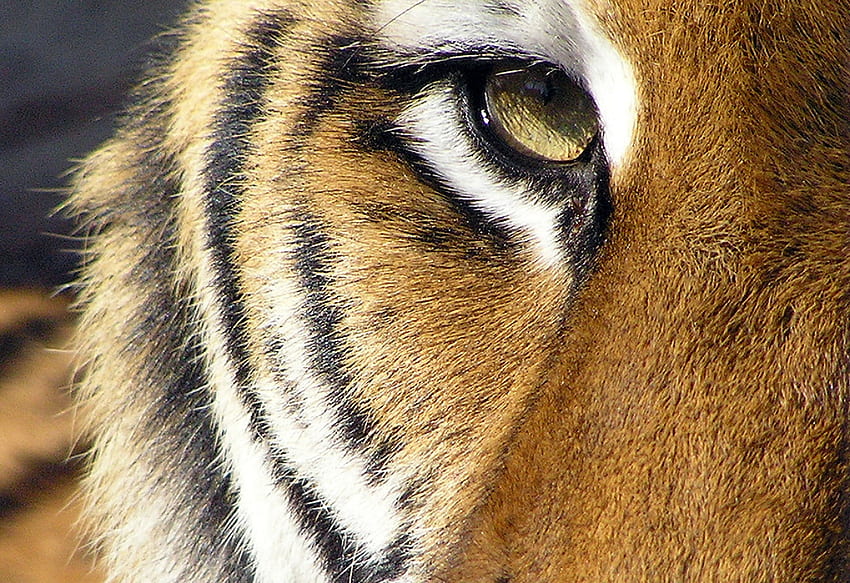 eye of the tiger, eye, wild life, tiger HD wallpaper