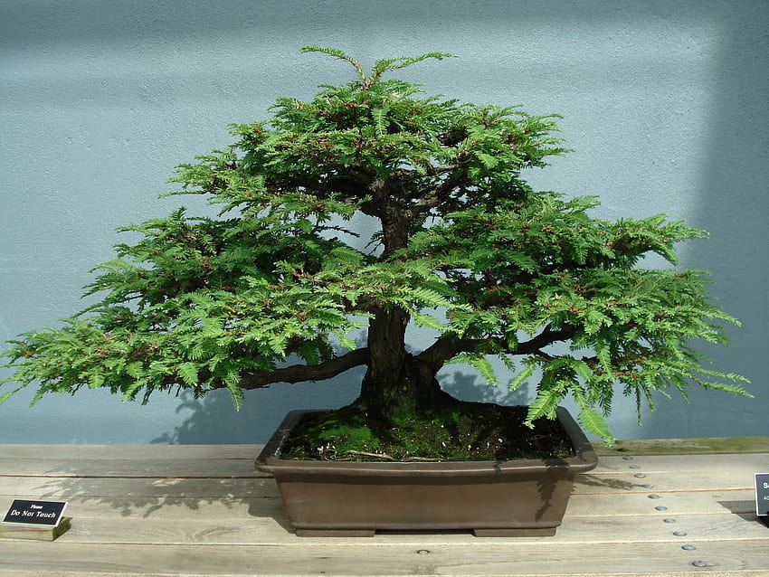 Bonsai-Baum: Erstaunliche Norwegen-Fichten-Bonsai-Inspirationen, Garten-Winter-Bonsai HD-Hintergrundbild