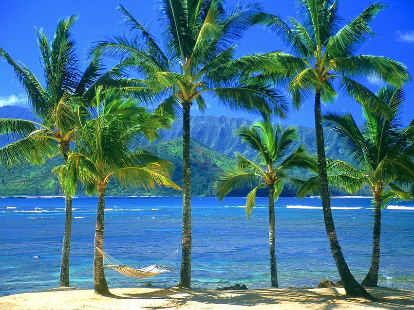Landschaft, Bäume, Meer, Strand, Palmen HD-Hintergrundbild