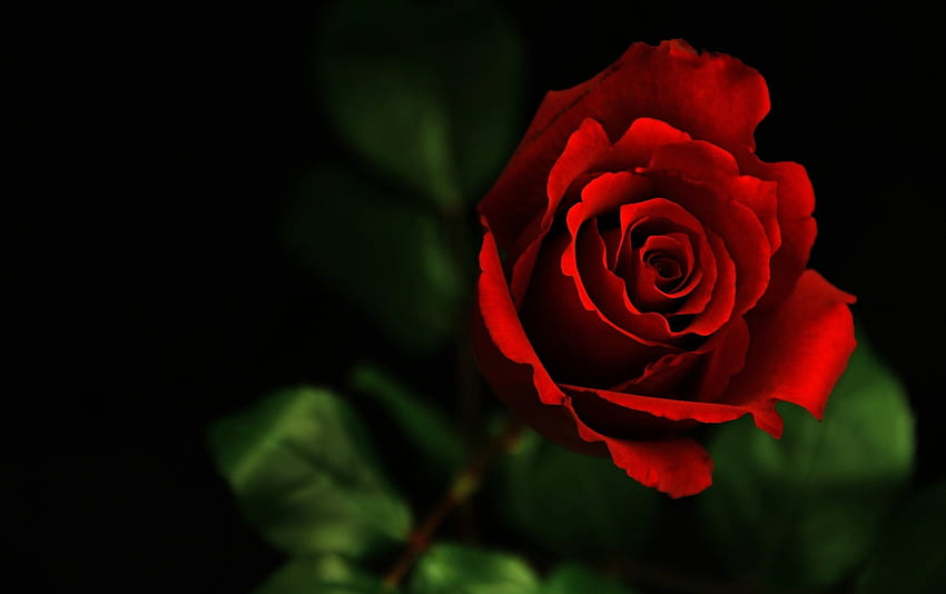Love, rose, one, red HD wallpaper