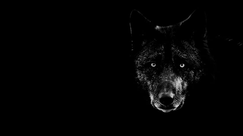 หมาป่าสีดำ - พื้นหลังหมาป่าสีดำยอดนิยม, หมาป่า วอลล์เปเปอร์ HD