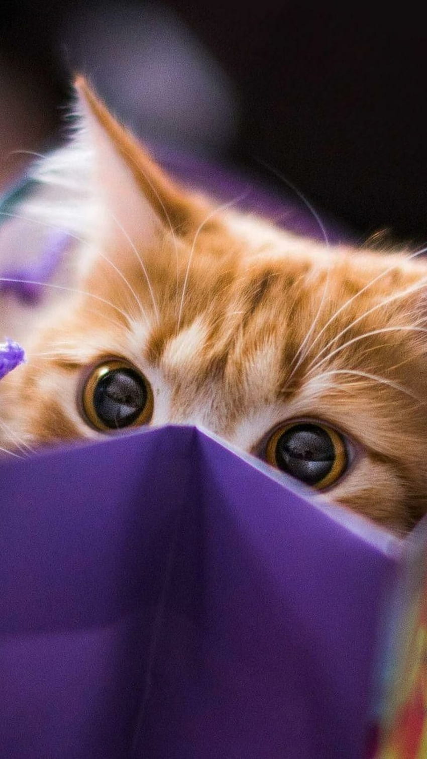 Ghim của GracieGirl trên Cats. Hình nền, Purple Cat HD phone ...