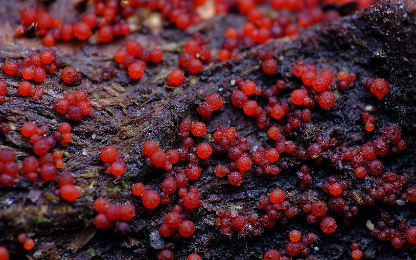 Red Fungi - Fungus HD wallpaper