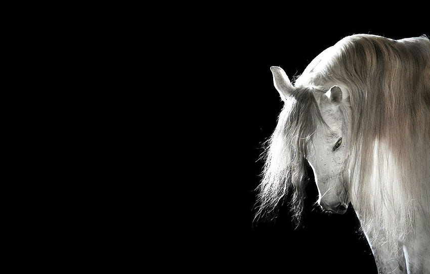 Pferd, Mähne, schwarzer Hintergrund, weißes Pferd für , Abschnitt животные HD-Hintergrundbild