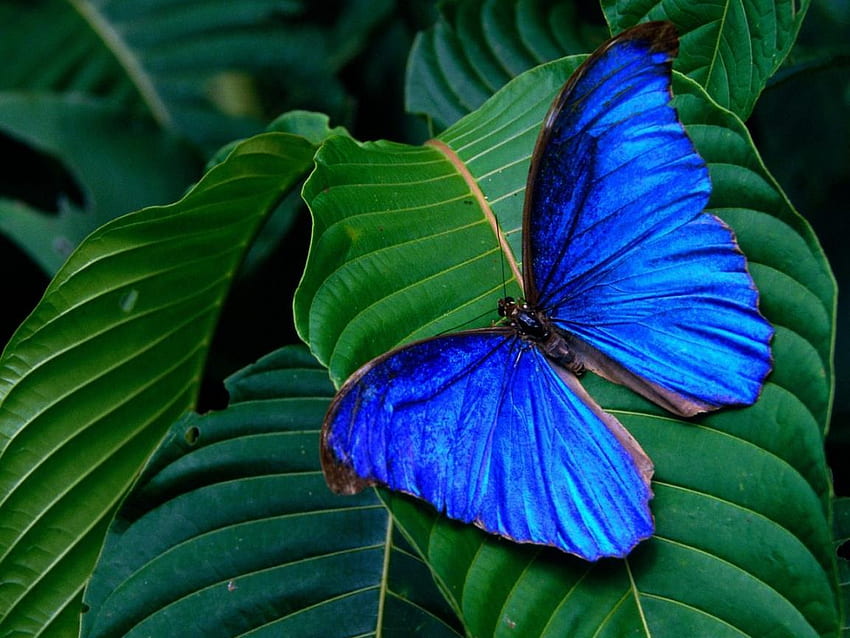 Farfalla blu su foglia, blu, farfalla, foresta, verde Sfondo HD
