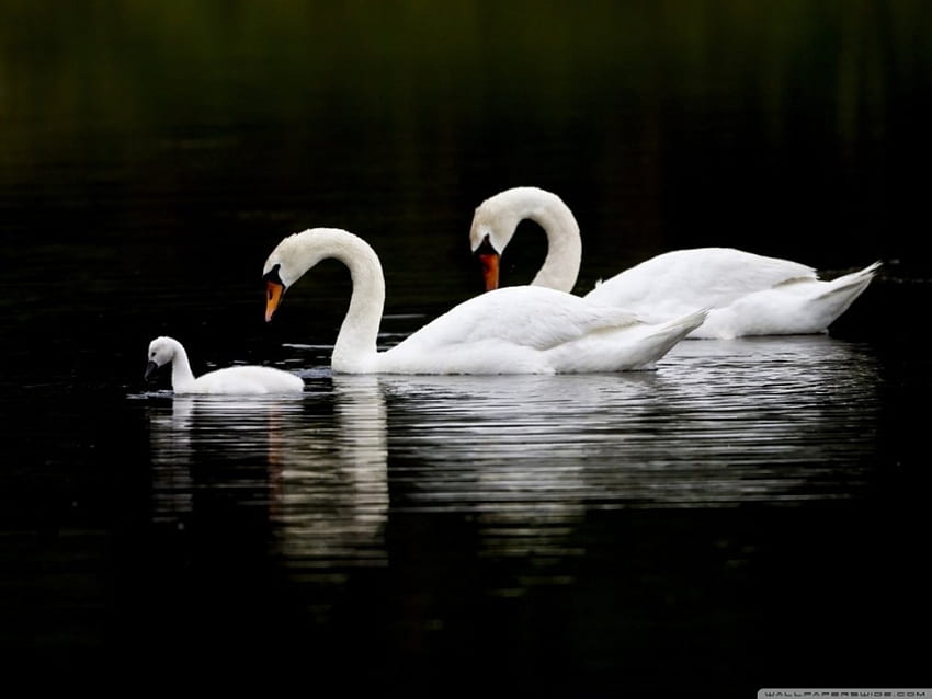 Swan, bird, lake, beauty HD wallpaper
