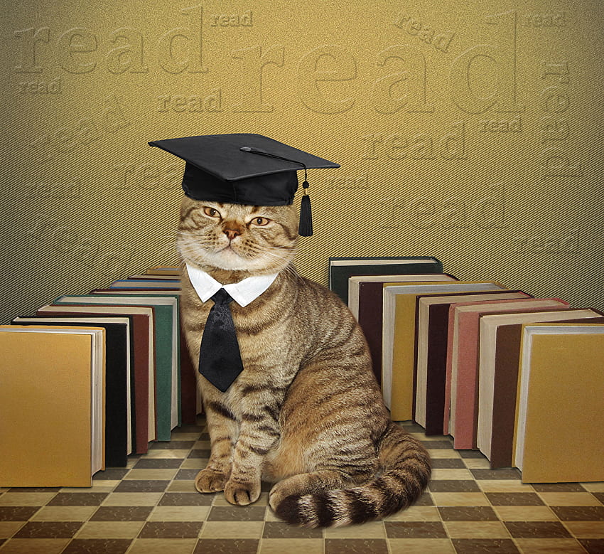 Tiere Katze Hut Krawatte Buch Lustig HD-Hintergrundbild