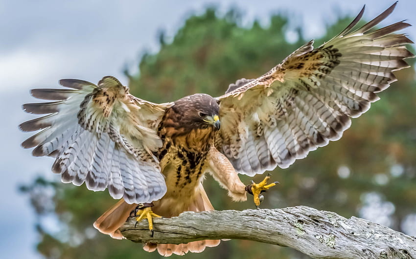 Impressive Hawk, wings, nature, bird, raptor HD wallpaper
