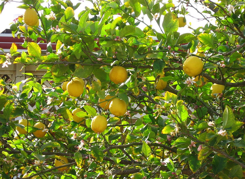 Mango, Mango Tree HD wallpaper