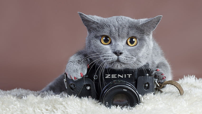 Graue-Katze-mit-Kamera, Pisica, , de Marca, Kamera HD-Hintergrundbild