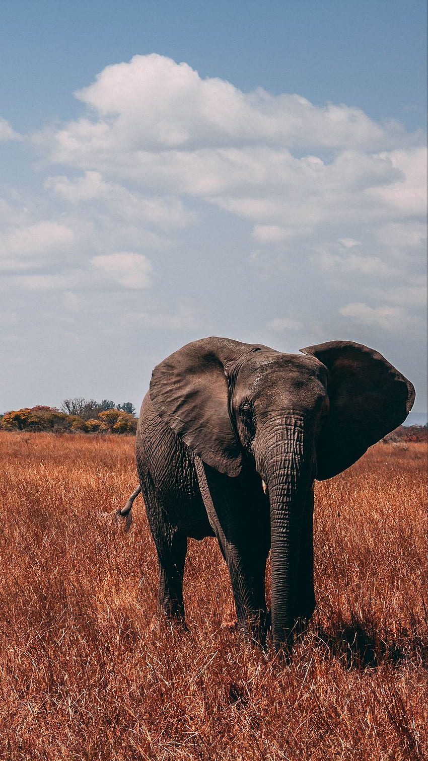 elephant, walk, proboscis, grass HD phone wallpaper