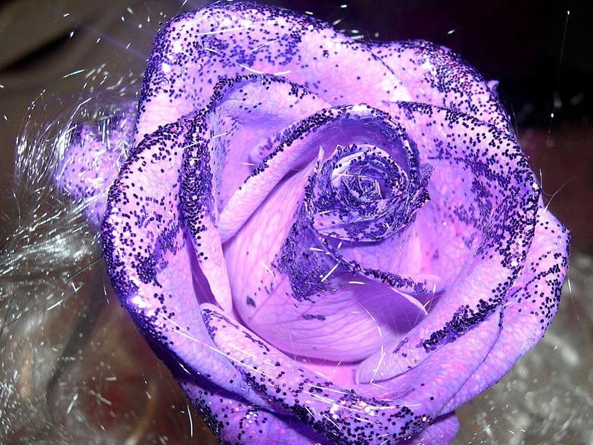 紫のバラ、花、バラ 高画質の壁紙