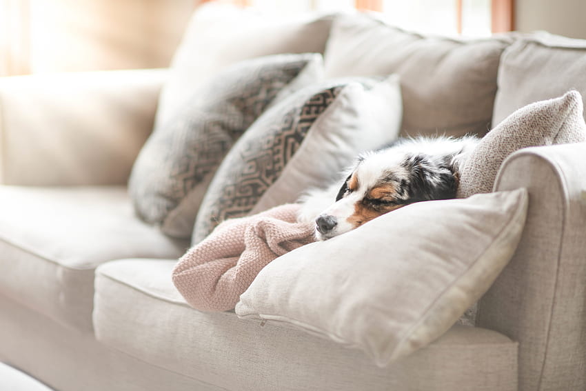 Cozy Dog Sleeping On A Couch Ultra Background Puppy Sleeping Hd