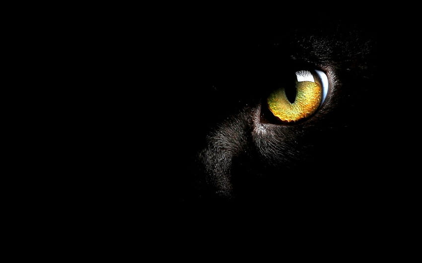 Olhos de gato preto, gato escuro papel de parede HD