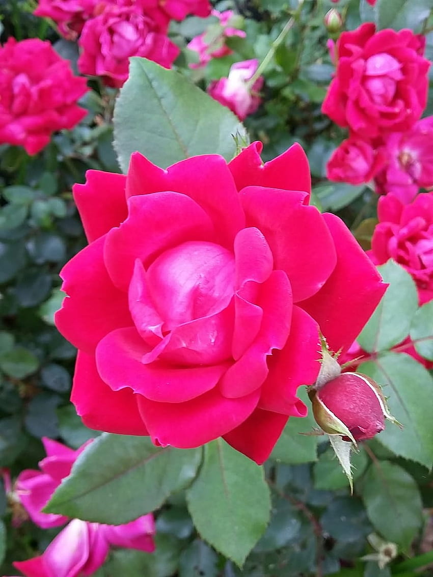 : roses, single rose, blossom, flower, red roses, love HD phone wallpaper
