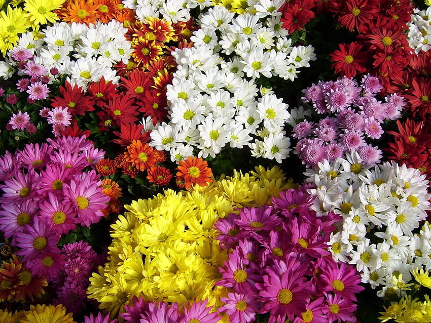 Цветя, Хризантеми, Ярки, Много, Различни HD тапет