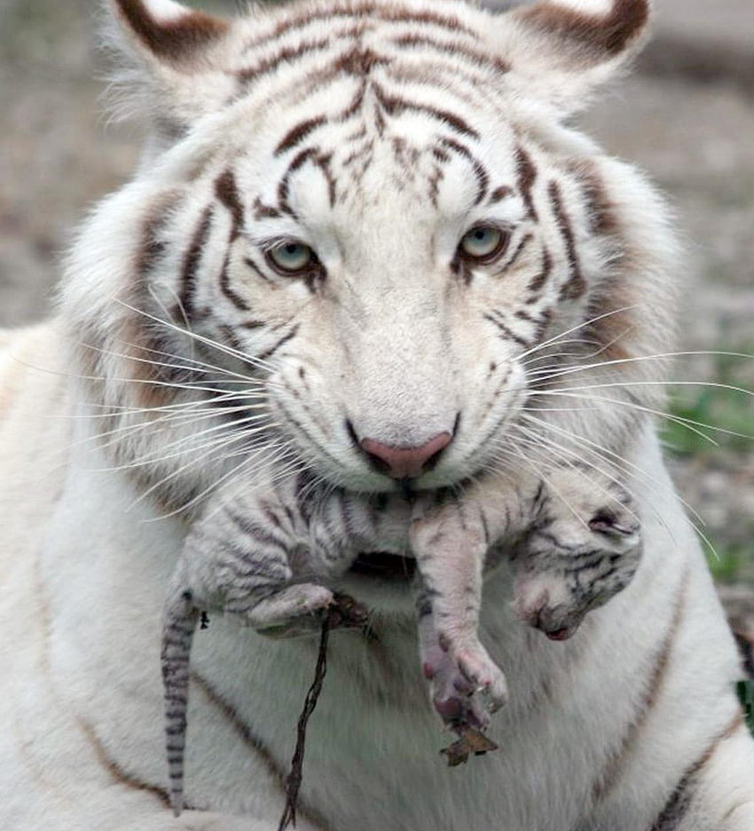 White Tiger Cubs, Cute Baby White Tigers HD phone wallpaper