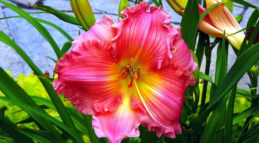 Lilienblume, Sommer, Blume, Garten, Duft, schön, Frühling, Duft, Lilie HD-Hintergrundbild