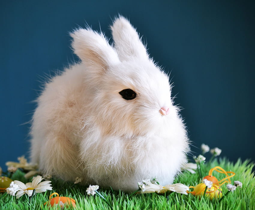 Mignon lapin blanc, animal, lapin Fond d'écran HD