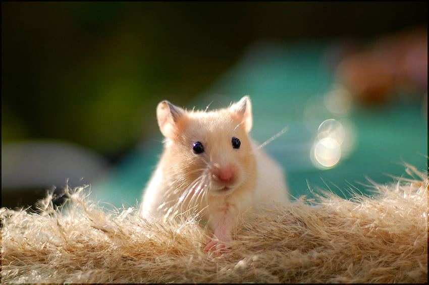 Hamster, Cute Hamster HD wallpaper