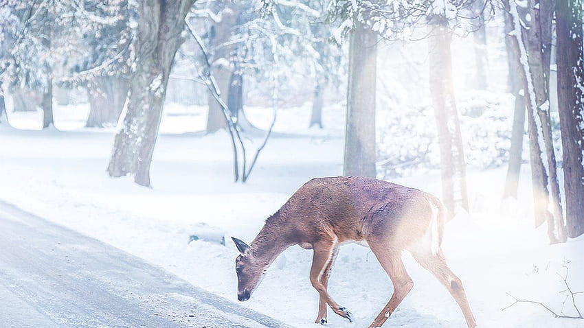 คริสต์มาส กวาง ถนน หิมะ ฤดูหนาว ธรรมชาติ สัตว์ สีขาว วอลล์เปเปอร์ HD
