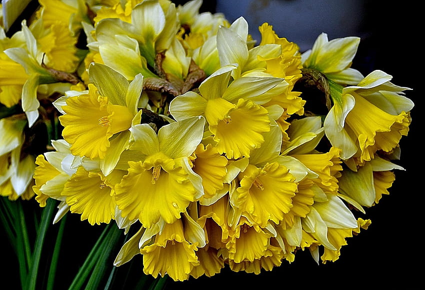 Primavera, Flores, Narcissussi, Ramo fondo de pantalla