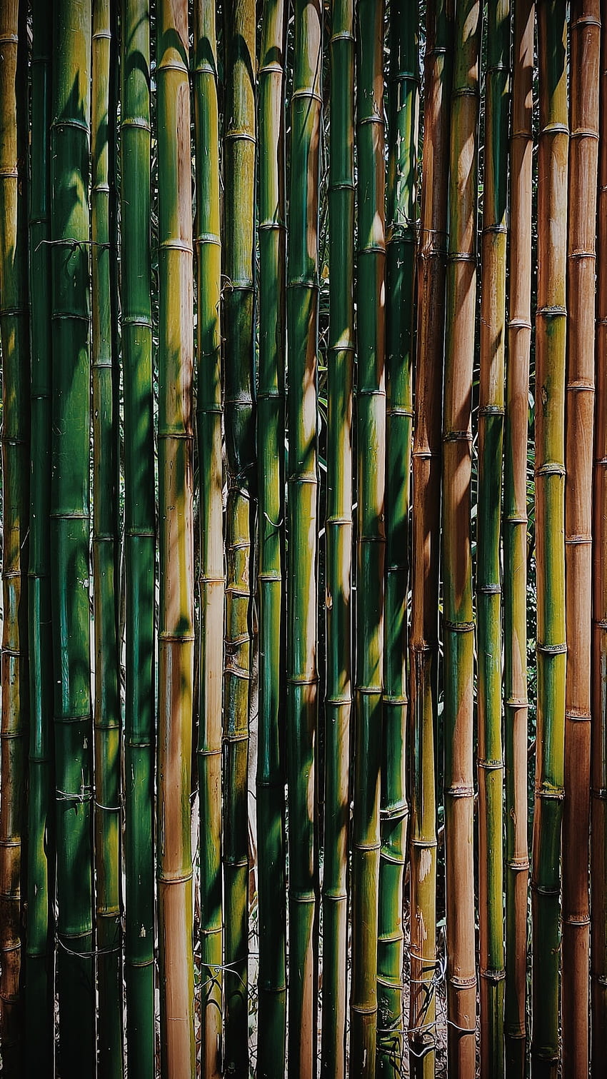 Bamboo plant inscriptions 1440P Resolution  Nature   and Background HD  wallpaper  Pxfuel