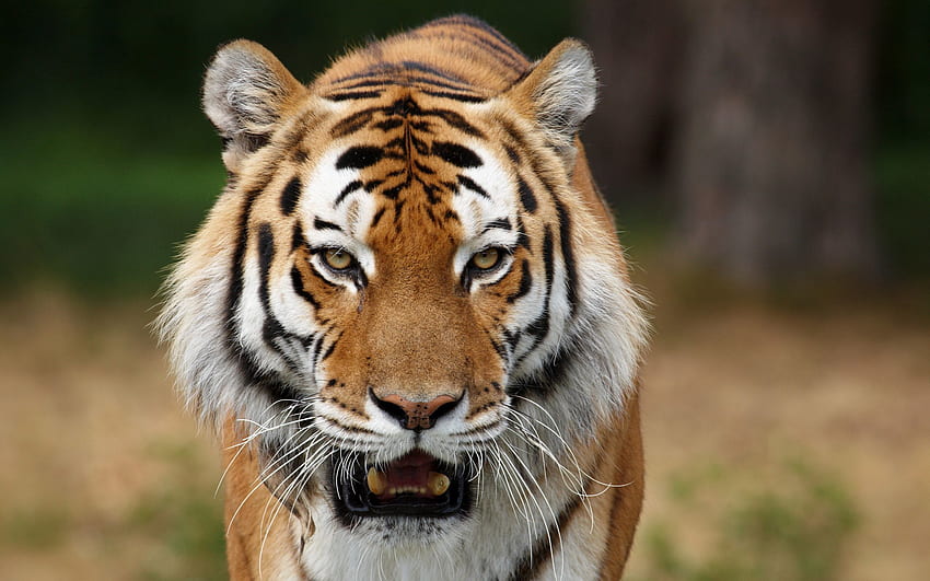 Animali, strisce, predatore, gatto grande, tigre Sfondo HD