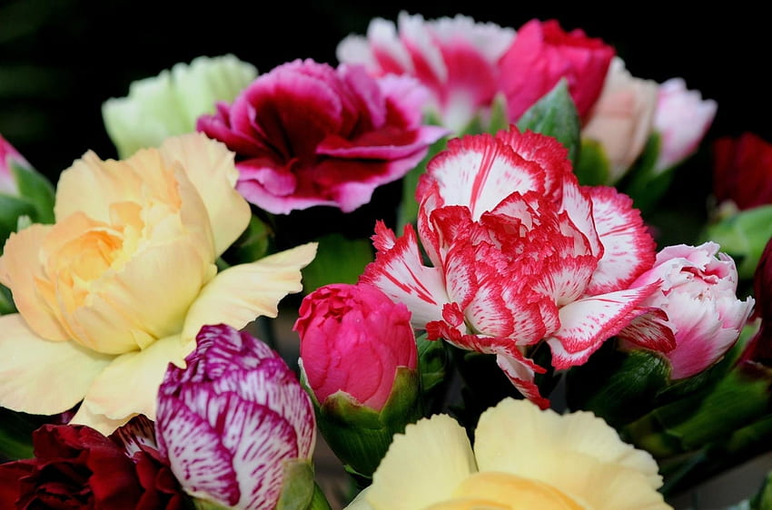 꽃, 카네이션, 밝은, 꽃다발, 바이 컬러, 두 가지 색상의 HD 월페이퍼