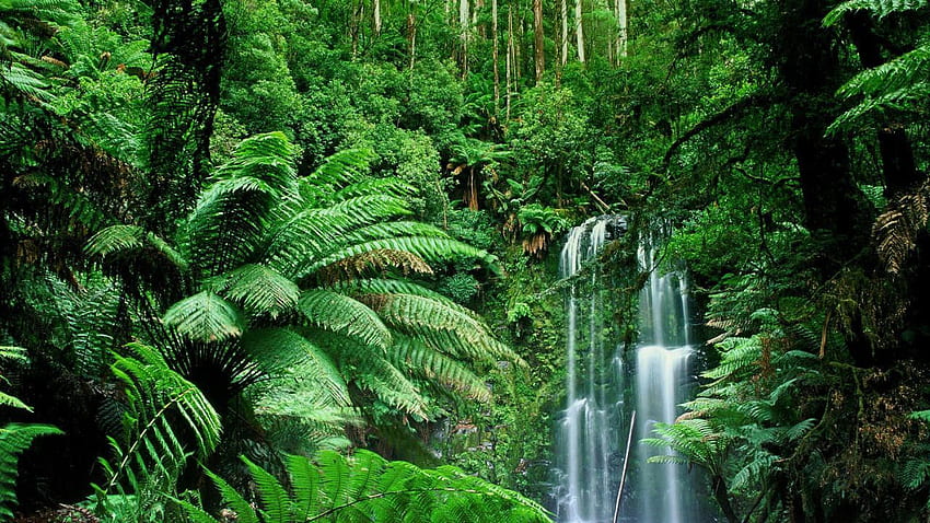Jungle . Waterfall , Waterfall , Forest waterfall, Tropical Rainforest HD wallpaper