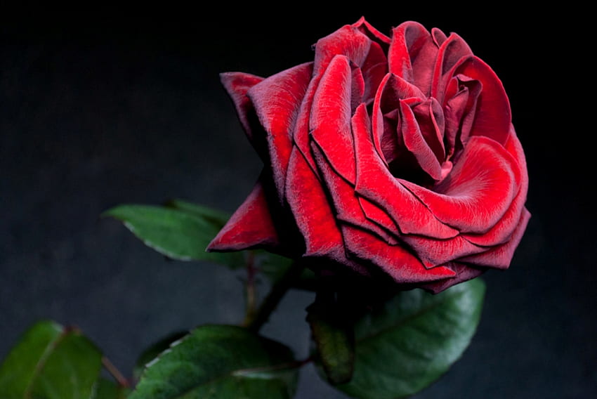 Czerwona róża, czułość, miękkość, miękka, piękna, cudowna, delikatna, róża, liście, delikatne, płatki, kwiat, czerwony Tapeta HD