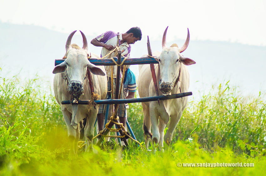 Фермери, индийско земеделие HD тапет