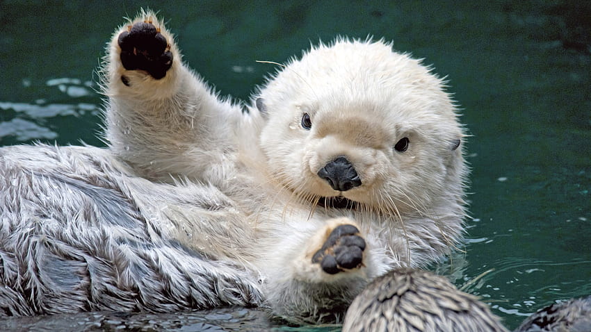 Baby sea otter, sea, animal, otter, baby, water HD wallpaper
