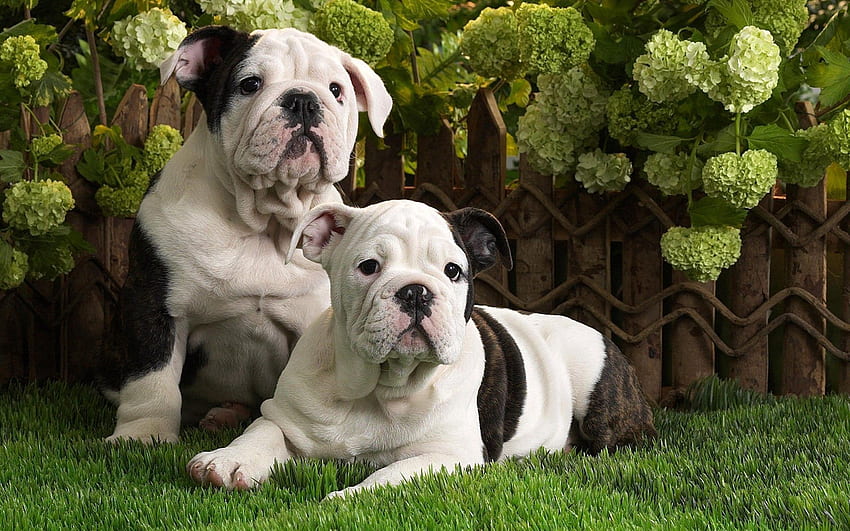Animals, Dogs, Grass, Couple, Pair, To Lie Down, Lie, Spotty, Spotted, Bulldog HD wallpaper