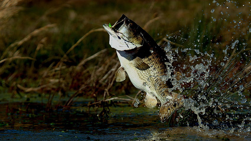 Bass Fishing Wallpaper HD APK for Android Download