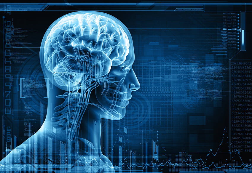 cervello, Anatomia, Medico, Testa, Cranio, Digitale, 3 d, Raggi X, Raggi X, psichedelico / e mobile, Anatomia 3D Sfondo HD