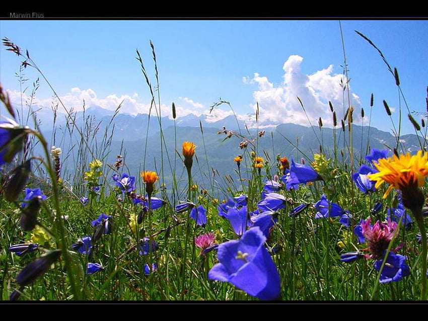 dzwonki, dziki, pole, kwiat, góra Tapeta HD