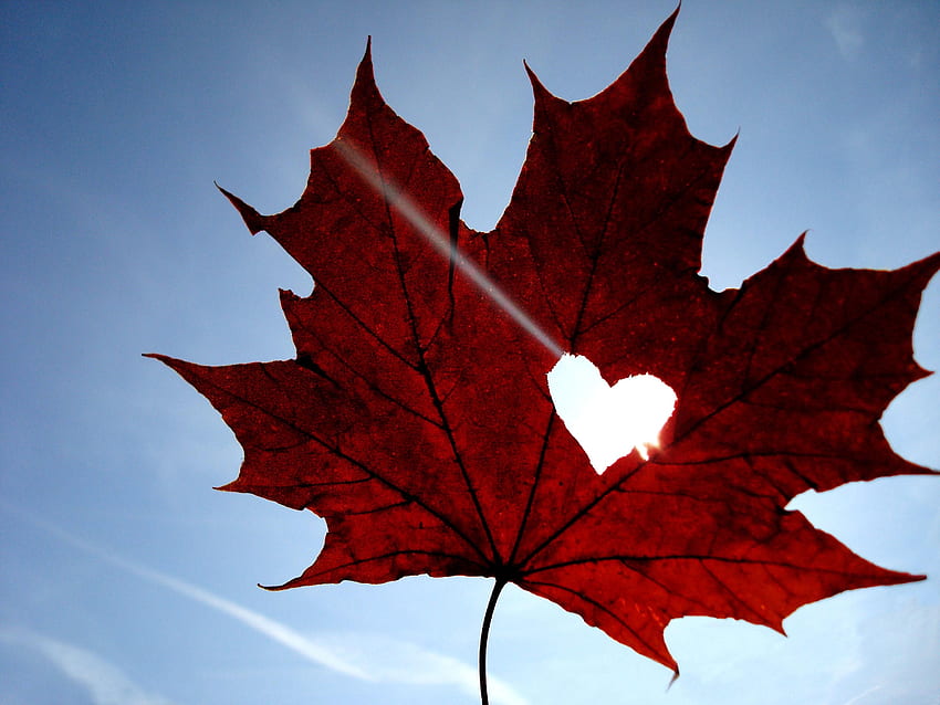 Sky, Love, Sheet, Leaf, Heart, Maple HD wallpaper