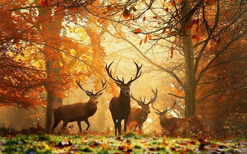Pin von Dani point auf Animals. Niveau , Herbstbilder, Herbst hintergrundbild, Animaux Nature Fond d'écran HD