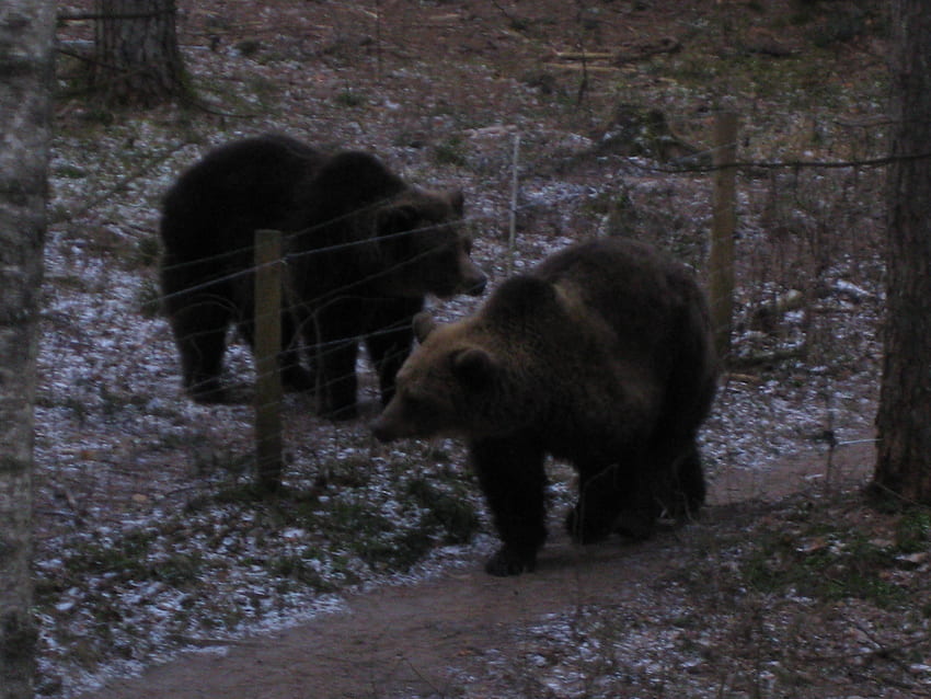 Bears in Līgatne nature trails, bears, latvia, animals, nature, ligatne HD wallpaper