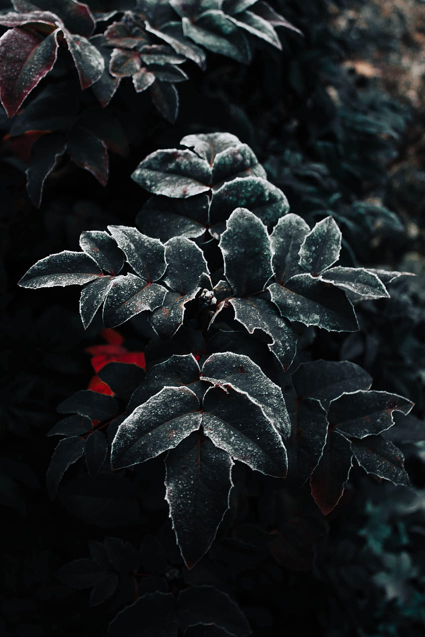 Leaves, Plant, Macro, Frost, Hoarfrost HD phone wallpaper