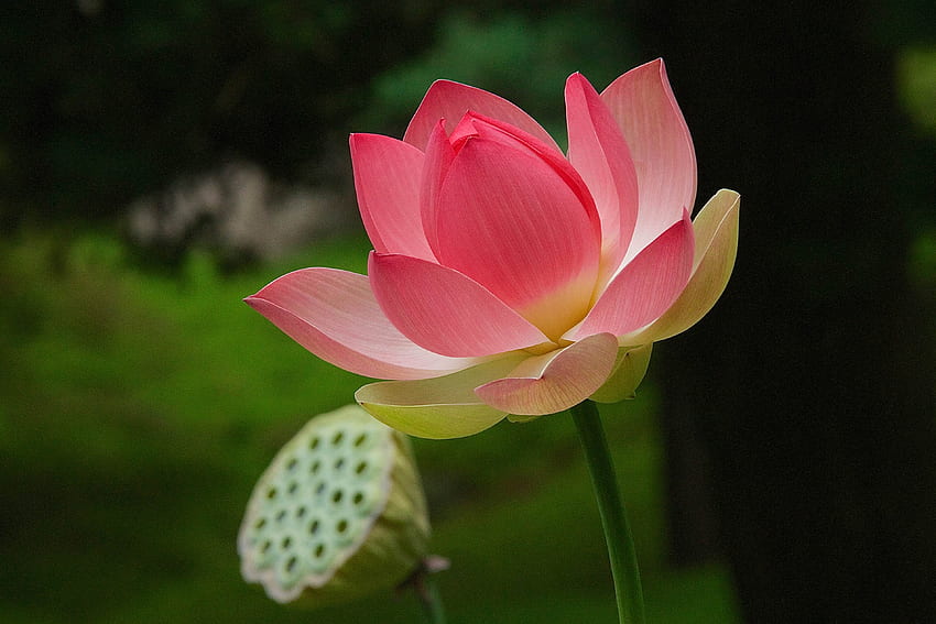 Narodowy kwiat Indii (lotos), hinduski lotos Tapeta HD
