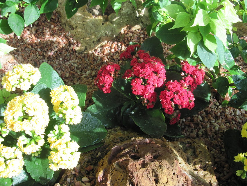 Kolorujemy świat wiosną 07, grafika, czerwony, liść, ogród, skały, kamienie, zielony, żółty, kwiaty Tapeta HD