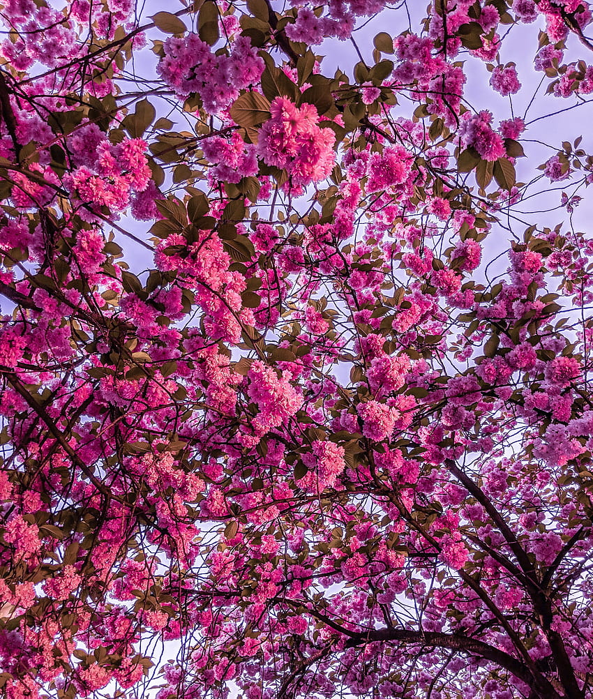 flores, rosa, sakura, ramas, flor, floración fondo de pantalla del teléfono