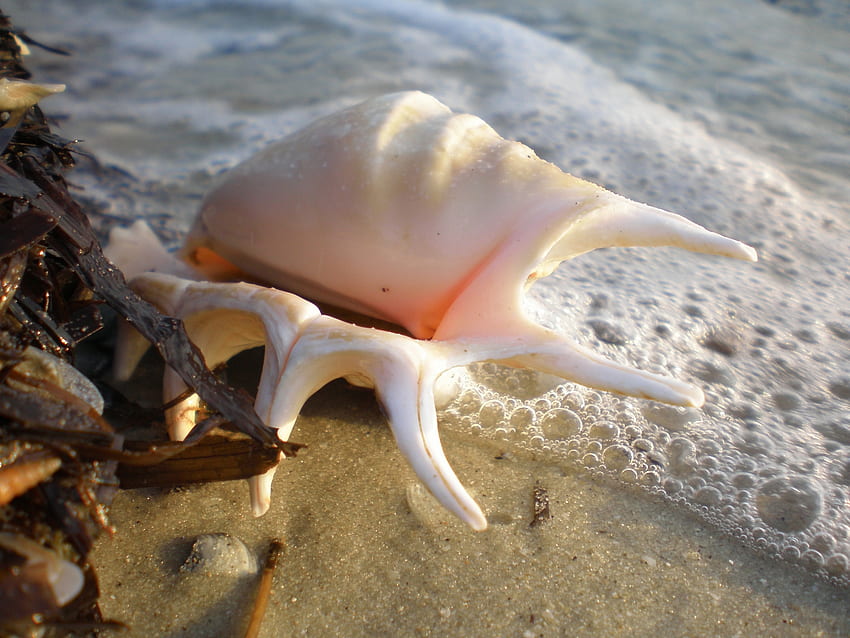 conch shell, shell, sand, wave, beach HD wallpaper